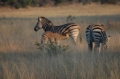 Zebra baby feeding 